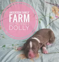 Dolly, a female Miniature Australian Shepherd for sale in Kettle Falls, WA – 2 of 3