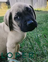 Loper, a male English Mastiff for sale in Kettle Falls, WA – 3 of 10