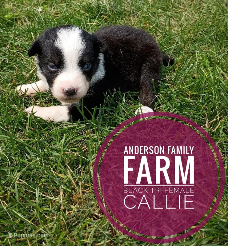Callie – Miniature Australian Shepherd puppy for sale in Kettle Falls, WA