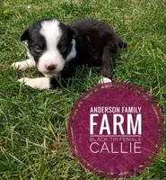 Callie, a female Miniature Australian Shepherd for sale in Kettle Falls, WA – 1 of 6
