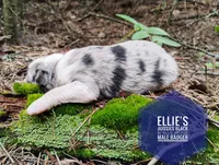 Badger , a male Miniature Australian Shepherd for sale in Kettle Falls, WA – 6 of 6