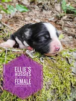 Racoon, a female Miniature Australian Shepherd for sale in Kettle Falls, WA – 6 of 6