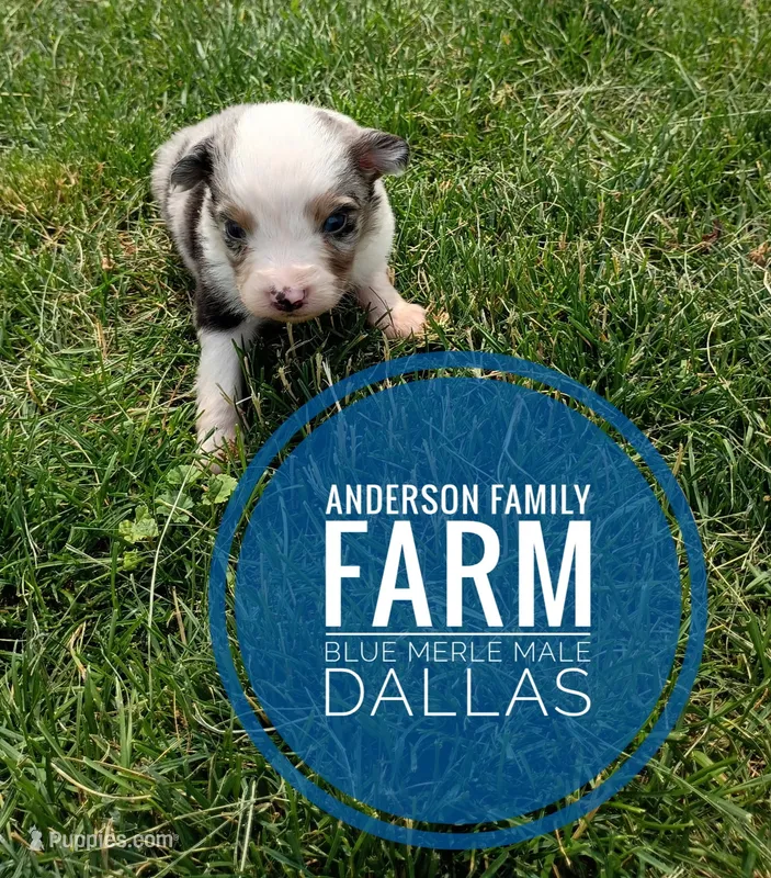 Dallas – Miniature Australian Shepherd puppy for sale in Kettle Falls, WA