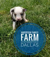 Dallas, a male Miniature Australian Shepherd for sale in Kettle Falls, WA – 5 of 10