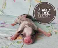 Blakely , a female Miniature Australian Shepherd for sale in Kettle Falls, WA – 3 of 3