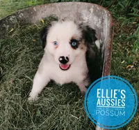 Possum , a male Miniature Australian Shepherd for sale in Kettle Falls, WA – 9 of 10