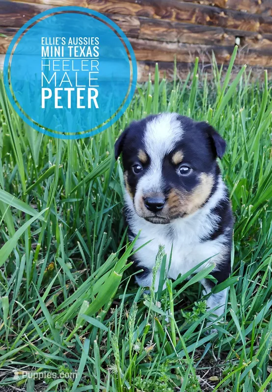 Peter – Australian Cattle Dog, Miniature Australian Shepherd puppy for sale in Kettle Falls, WA