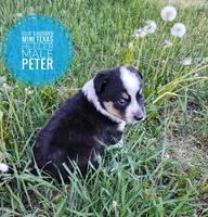 Peter, a male Australian Cattle Dog and Miniature Australian Shepherd for sale in Kettle Falls, WA – 3 of 3
