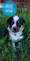 Peter, a male Australian Cattle Dog and Miniature Australian Shepherd for sale in Kettle Falls, WA – 2 of 3