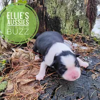 Buzz, a male Miniature Australian Shepherd for sale in Kettle Falls, WA – Photo 10 of 10