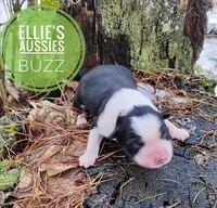 Buzz, a male Miniature Australian Shepherd for sale in Kettle Falls, WA – Photo 2 of 4
