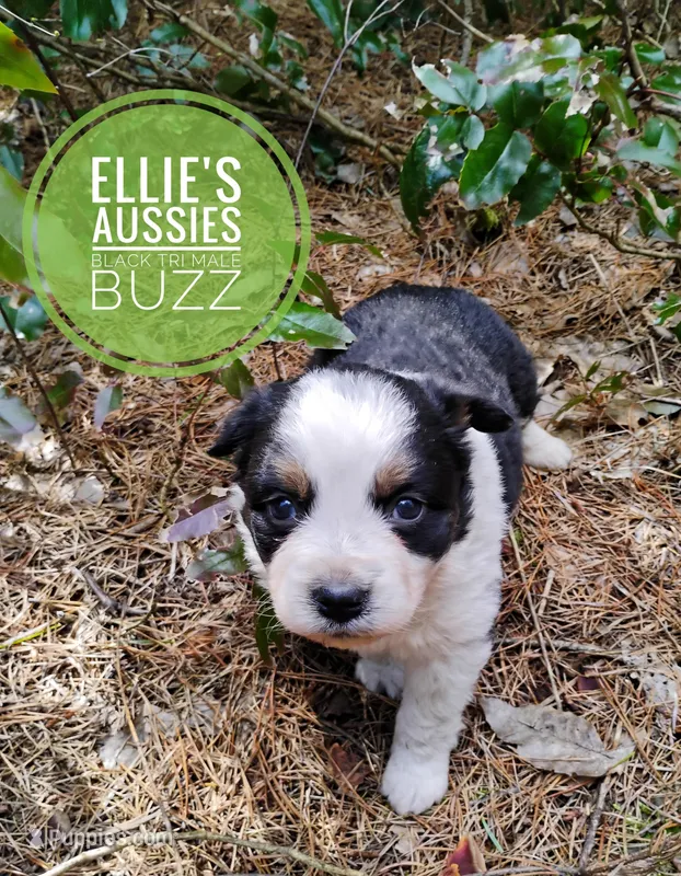 Buzz – Miniature Australian Shepherd puppy for sale in Kettle Falls, WA