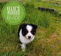 Buzz, a male Miniature Australian Shepherd for sale in Kettle Falls, WA – Photo 2 of 10