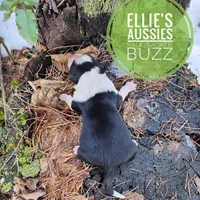 Buzz, a male Miniature Australian Shepherd for sale in Kettle Falls, WA – Photo 9 of 10