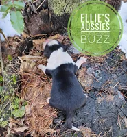 Buzz, a male Miniature Australian Shepherd for sale in Kettle Falls, WA – Photo 4 of 4