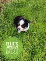 Buzz, a male Miniature Australian Shepherd for sale in Kettle Falls, WA – Photo 3 of 10
