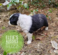 Buzz, a male Miniature Australian Shepherd for sale in Kettle Falls, WA – Photo 6 of 10