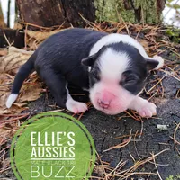 Buzz, a male Miniature Australian Shepherd for sale in Kettle Falls, WA – Photo 8 of 10