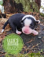 Buzz, a male Miniature Australian Shepherd for sale in Kettle Falls, WA – Photo 1 of 4