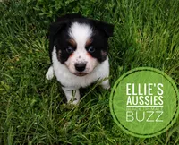 Buzz, a male Miniature Australian Shepherd for sale in Kettle Falls, WA – Photo 4 of 10