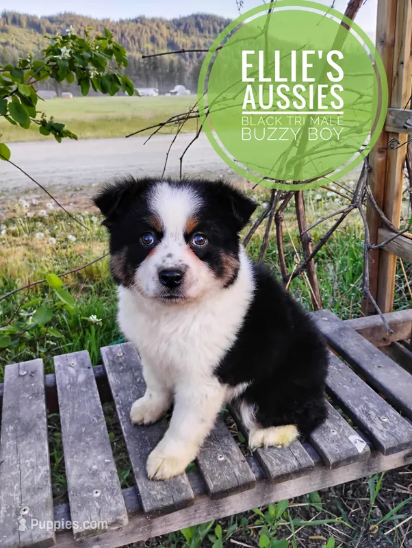 Buzz – Miniature Australian Shepherd puppy for sale in Kettle Falls, WA