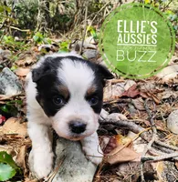 Buzz, a male Miniature Australian Shepherd for sale in Kettle Falls, WA – Photo 3 of 10