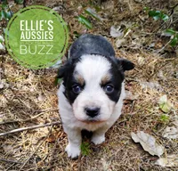 Buzz, a male Miniature Australian Shepherd for sale in Kettle Falls, WA – Photo 4 of 10