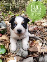 Buzz, a male Miniature Australian Shepherd for sale in Kettle Falls, WA – Photo 7 of 10
