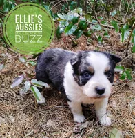 Buzz, a male Miniature Australian Shepherd for sale in Kettle Falls, WA – Photo 2 of 10