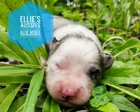 Possum , a male Miniature Australian Shepherd for sale in Kettle Falls, WA – 4 of 7