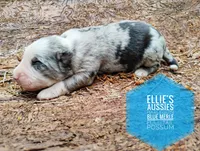 Possum , a male Miniature Australian Shepherd for sale in Kettle Falls, WA – 5 of 7