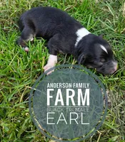 Earl, a male Miniature Australian Shepherd for sale in Kettle Falls, WA – 2 of 3