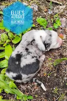 Possum , a male Miniature Australian Shepherd for sale in Kettle Falls, WA – 2 of 7