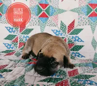 Hank, a male English Mastiff for sale in Kettle Falls, WA – 5 of 8