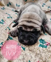 Sheila , a  English Mastiff for sale in Kettle Falls, WA – 6 of 10