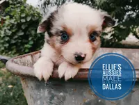 Dallas, a male Miniature Australian Shepherd for sale in Kettle Falls, WA – 4 of 10