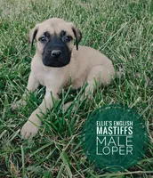 Loper, a male English Mastiff for sale in Kettle Falls, WA – 5 of 10