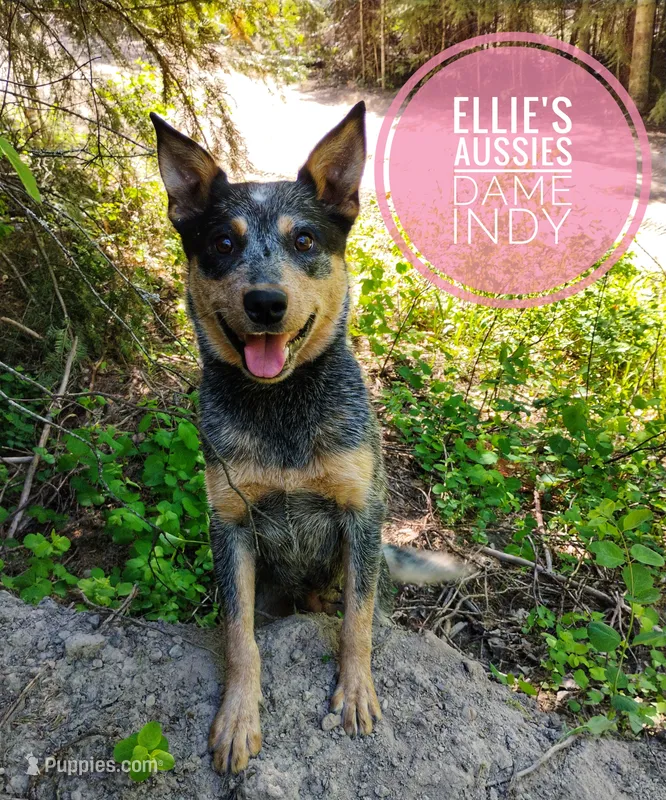 Indy – Australian Cattle Dog puppy for sale in Kettle Falls, WA