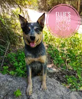 Indy, a female Australian Cattle Dog for sale in Kettle Falls, WA – 1 of 3