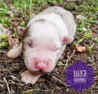 Squirrel , a female Miniature Australian Shepherd for sale in Kettle Falls, WA – 2 of 7
