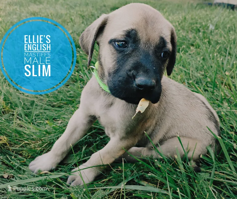 Slim – English Mastiff puppy for sale in Kettle Falls, WA