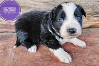 Skunk , a female Miniature Australian Shepherd for sale in Kettle Falls, WA – 2 of 10