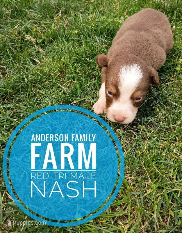 Nash – Miniature Australian Shepherd puppy for sale in Kettle Falls, WA