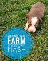 Nash, a male Miniature Australian Shepherd for sale in Kettle Falls, WA – 1 of 6