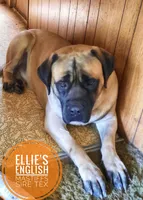 Miss. Scamper , a female English Mastiff for sale in Kettle Falls, WA – 8 of 9