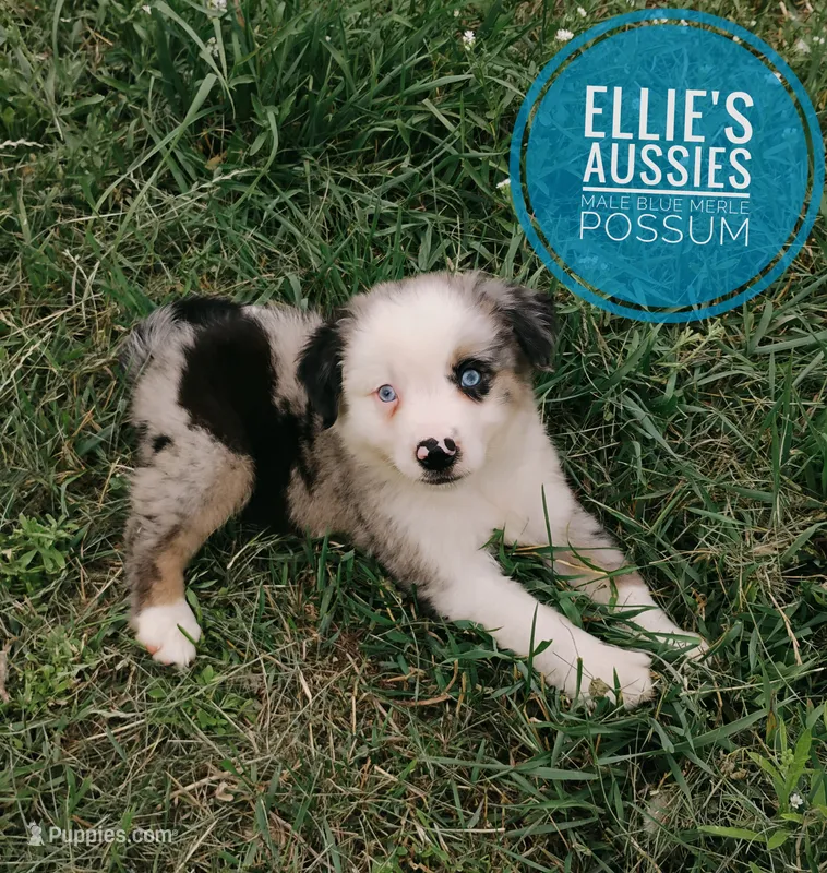Possum  – Miniature Australian Shepherd puppy for sale in Kettle Falls, WA