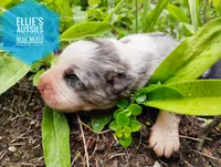 Possum , a male Miniature Australian Shepherd for sale in Kettle Falls, WA – 3 of 7