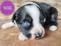 Raccoon, a female Miniature Australian Shepherd for sale in Kettle Falls, WA – 6 of 7