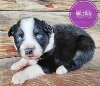 Raccoon, a female Miniature Australian Shepherd for sale in Kettle Falls, WA – 2 of 7