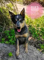 Indy, a female Australian Cattle Dog for sale in Kettle Falls, WA – 2 of 3